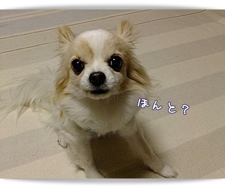 ほんと?