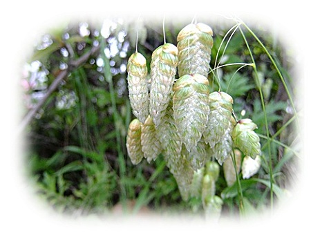 小判草