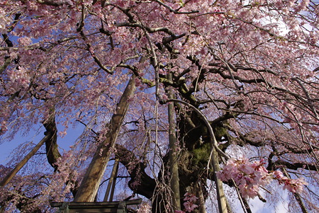 三春の滝桜