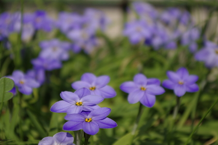 興禅院の春 (10)