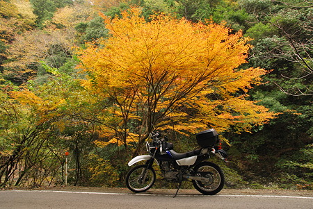 2010年・紅葉のR371-9