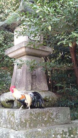 石上神宮の鶏さん