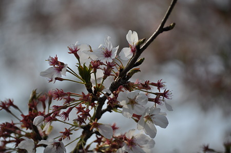 20100418長瀞 049