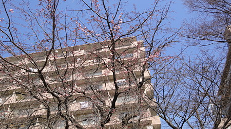 品川シーサイド近くの公園 しだれ桜