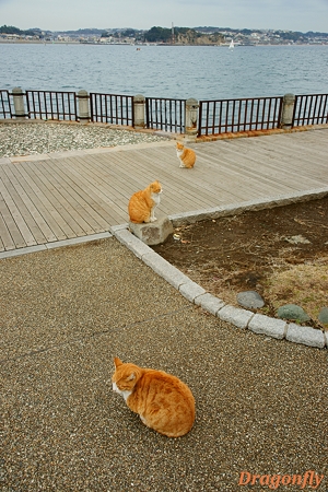にゃんでぃ～ず