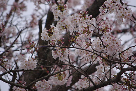 100328白昭の桜02