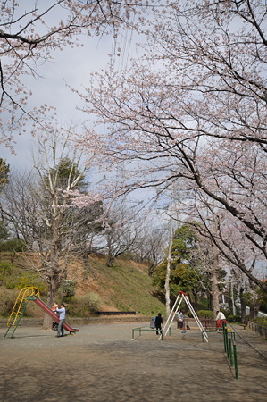 桜 2010 秋葉台公園 03