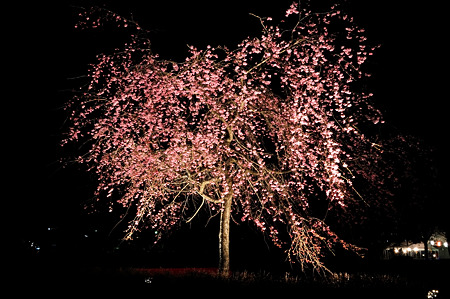 sakura