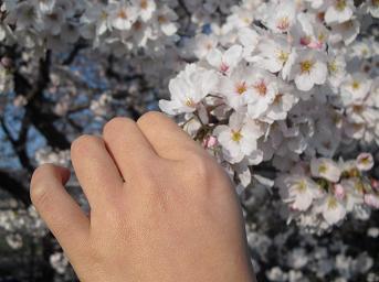 入学おめでとう。