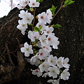 桜 -Cherry Blossoms- 2011