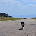 2012 春 藍島の猫＃1