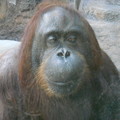 多摩動物園2012