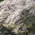 四季の花(2013 春)