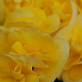 Photos: Rieger Begonias in Yellow