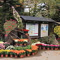 弘前公園・菊と紅葉まつり02-11.11.07